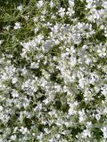 Cerastium argenteum