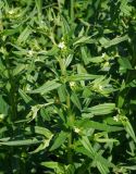 Lithospermum officinale