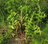 Sonchus palustris