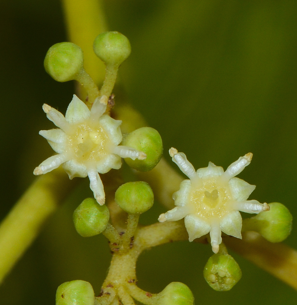 Изображение особи Hovenia dulcis.