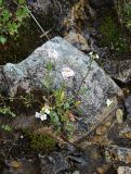 Cardamine uliginosa