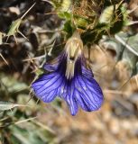 Acanthopsis disperma