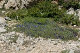 Anchusa cespitosa. Цветущее растение (на заднем плане - растения Berberis cretica). Греция, о-в Крит, ном Ханья (Νομός Χανίων), дим Сфакион (Δήμος Σφακίων), горный массив Лефка Ори (Λευκά Όρη), ≈ 1800 м н.у.м., каменистая россыпь. 21 июня 2017 г.