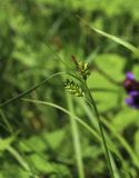 Carex pallescens. Верхушка побега с отцветшим мужским соцветием и соплодиями. Московская обл., Солнечногорский р-н, поляна в лесу у тропы к Щепкину болоту. 17.06.2018.