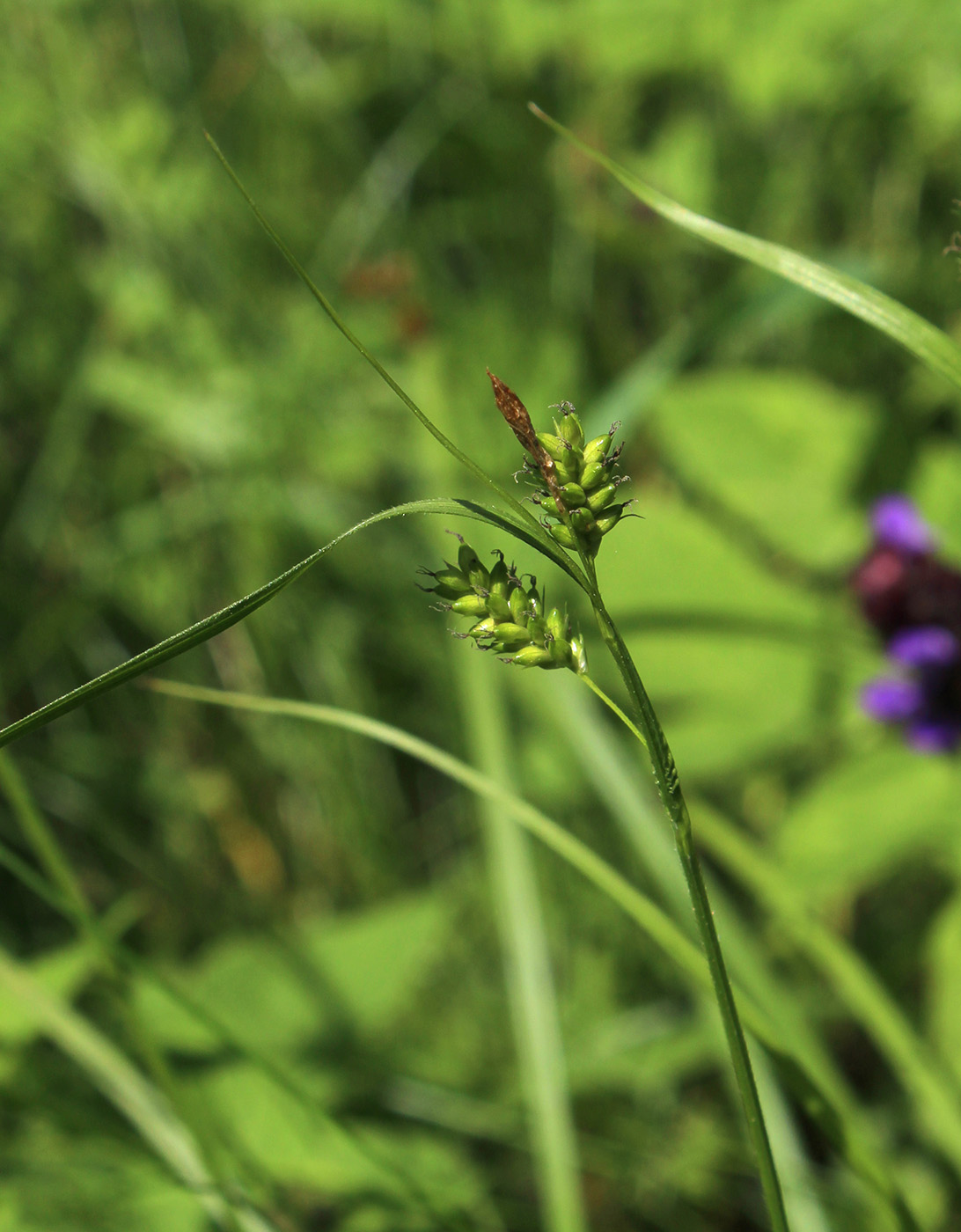 Изображение особи Carex pallescens.