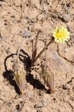 Taraxacum turcomanicum. Цветущее и плодоносящее растение. Узбекистан, Ташкентская обл., зап. отр. Чаткальского хр., южный склон г. Кунгирбука. 25.09.2018.