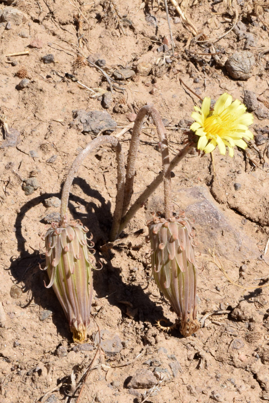 Изображение особи Taraxacum turcomanicum.