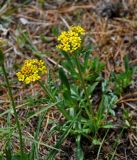 Patrinia sibirica. Цветущее растение. Алтай, Катунский хребет, берег оз. Нижнее Мультинское, ≈ 1600 м н.у.м., опушка хвойного леса. 30.06.2018.