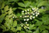 Actaea форма neglecta