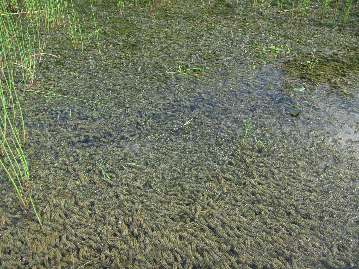 Изображение особи Elodea canadensis.