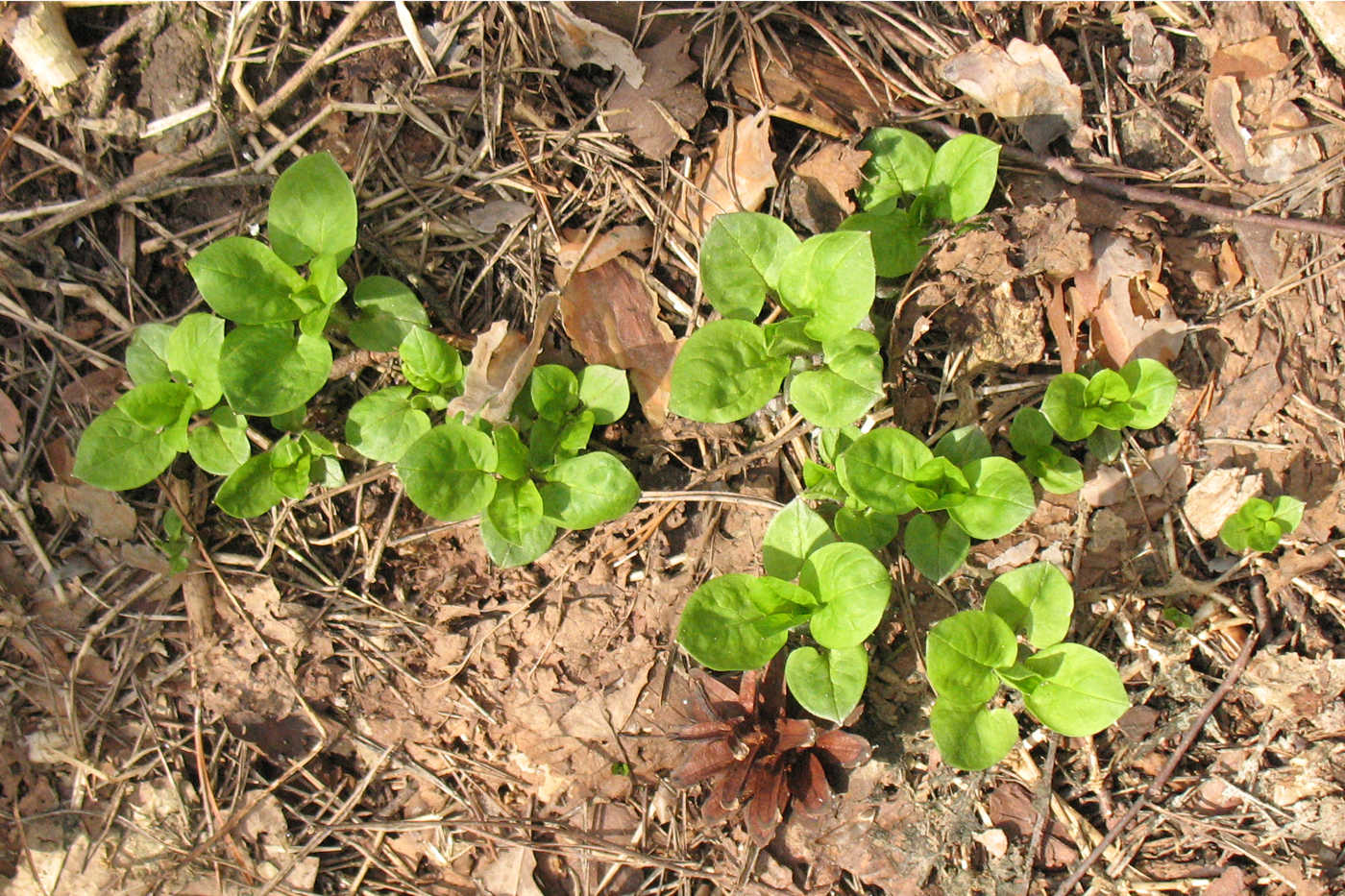 Изображение особи Stellaria nemorum.