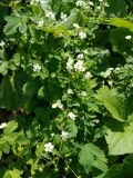 Potentilla elatior