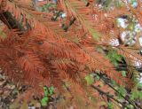 Taxodium distichum