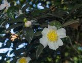 genus Camellia