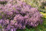 Calluna vulgaris. Цветущие растения. Ленинградская обл., Лужский р-н, окр. оз. Лебевое, бруснично-зеленомошный сосновый бор. 17.08.2019.