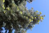 Abies concolor