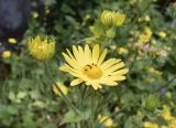 Doronicum pardalianches