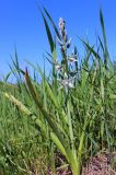 Ornithogalum boucheanum