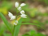 Cephalanthera longifolia