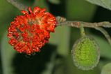 Broussonetia papyrifera. Соплодия (слева - зрелое, справа - незрелое). Республика Абхазия, г. Сухум. 22.08.2009.