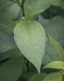 Lysimachia clethroides