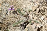 Oxytropis lapponica