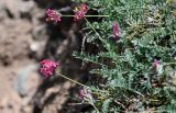 Oxytropis ervicarpa