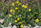 Ranunculus songaricus