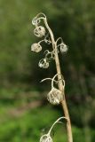 Campanula latifolia. Верхушка сухого прошлогоднего соплодия. Ленинградская обл., Ломоносовский р-н, окр. дер. Ломаха; склон дол. р. Ламошка, широколиственный лес на известняке, поляна. 21.05.2023.