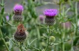 Cirsium ciliatum. Верхушки побегов с отцветшим и цветущим соцветиями. Дагестан, Гунибский р-н, окр. с. Гамсутль, ≈ 1400 м н.у.м., луговой склон. 29.07.2022.