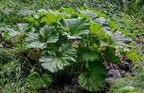 Petasites amplus. Вегетирующие растения в сообществе с Poaceae. Сахалин, Макаровский гор. округ, окр. Клоковского водопада, берег ручья. 12.08.2023.