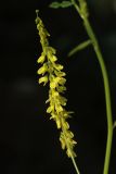 Melilotus officinalis. Соцветие. Беларусь, Витебская обл., окр. пос. Езерище, пустырь среди используемого под пастбище суходольного луга. 23.06.2023.