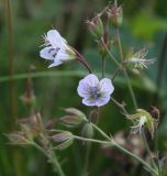 Geranium krylovii. Часть соцветия. Архангельская обл., Приморский р-н, ур. Куртяево, пойменный луг. 20.08.2010.