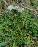 Pachypleurum alpinum. Цветущее растение. Красноярский край, Таймырский Долгано-Ненецкий р-н, плато Путорана, долина р. Кутарамакан, опушка смешанного леса. 25.07.2023.