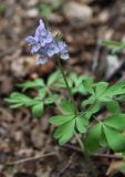 Corydalis solida