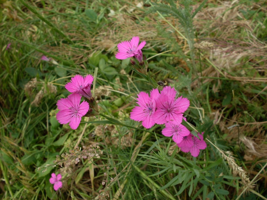 Изображение особи Dianthus capitellatus.