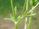 Ranunculus sardous