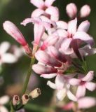 Asperula petraea