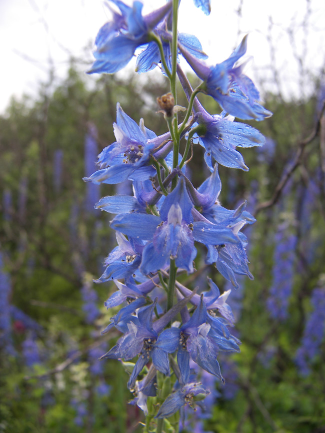 Изображение особи Delphinium schmalhausenii.