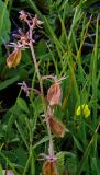 Reseda orientalis