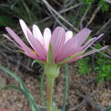 Tragopogon ruber. Соцветие (вид со стороны обёртки). Казахстан, Карагандинская обл., подножье горы Бектауата. 01.05.2012.