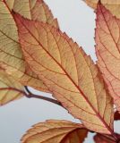 Spiraea japonica