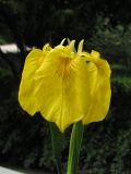 Iris pseudacorus. Цветок. Южный берег Крыма, Никитский ботанический сад. 03.06.2009.