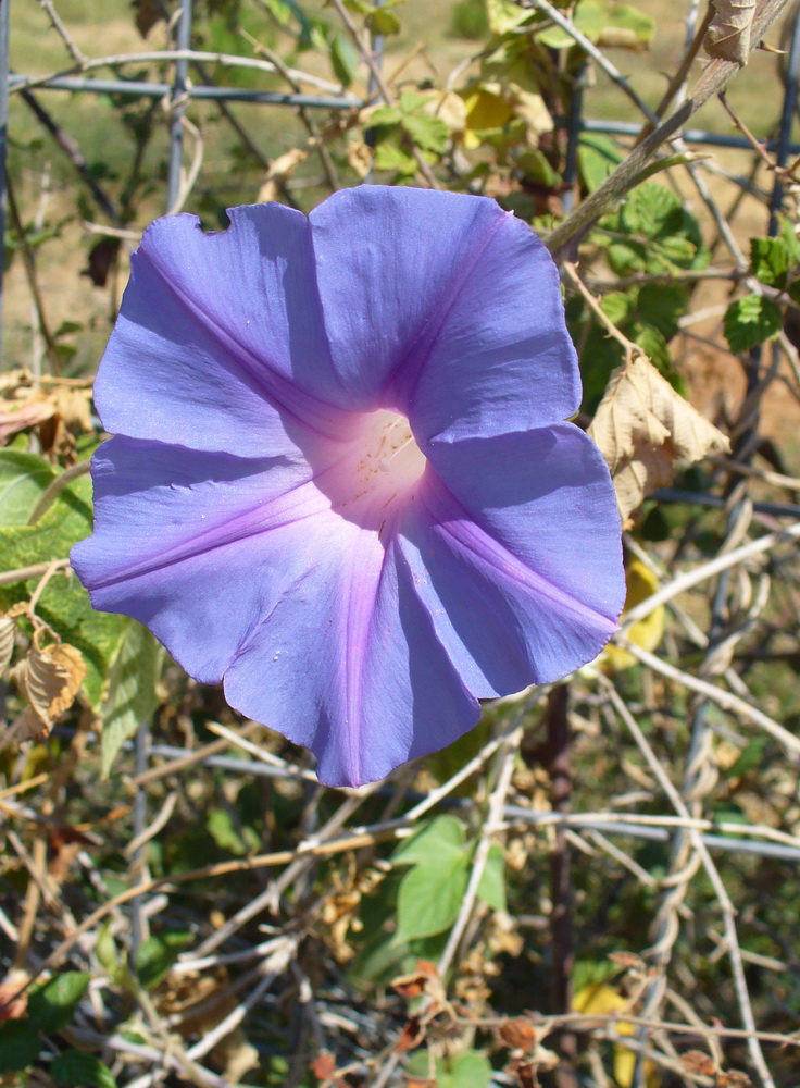 Изображение особи Ipomoea indica.