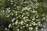 Cistus monspeliensis