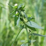 Lithospermum officinale