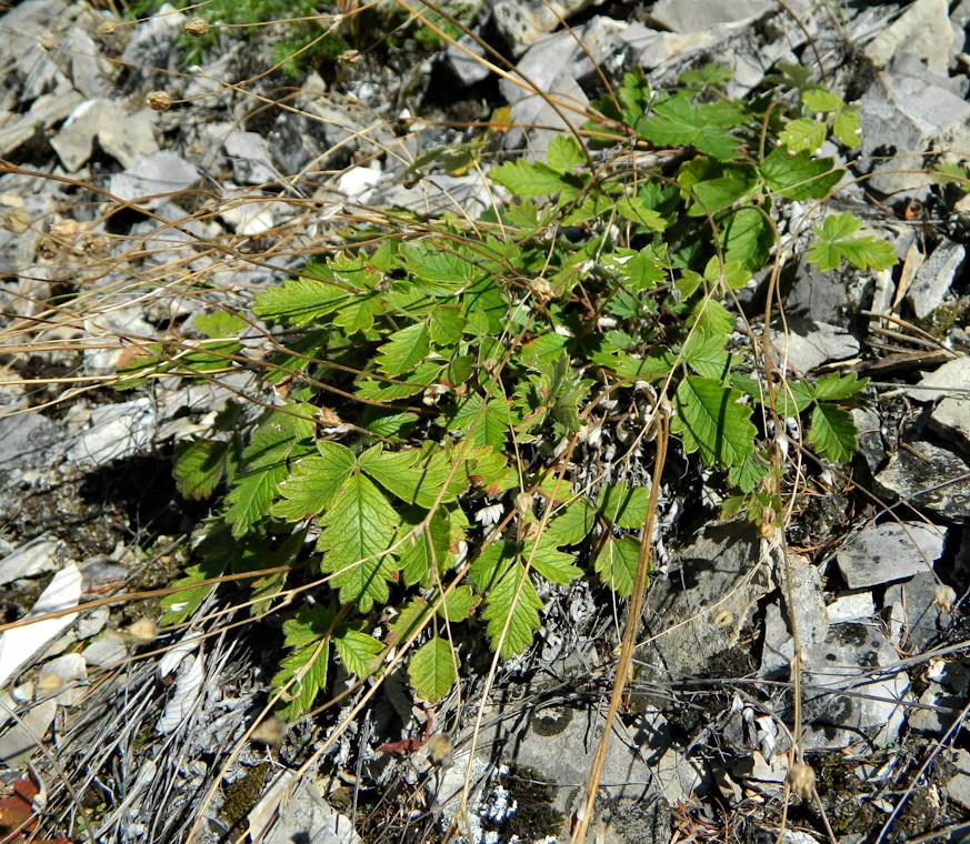 Изображение особи Potentilla arenosa.