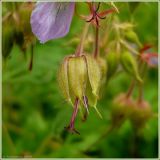 Geranium pratense. Завязавшийся плод. Чувашия, окрестности г. Шумерля, Мордовская поляна. 29 июня 2009 г.