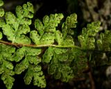 Woodsia taigischensis