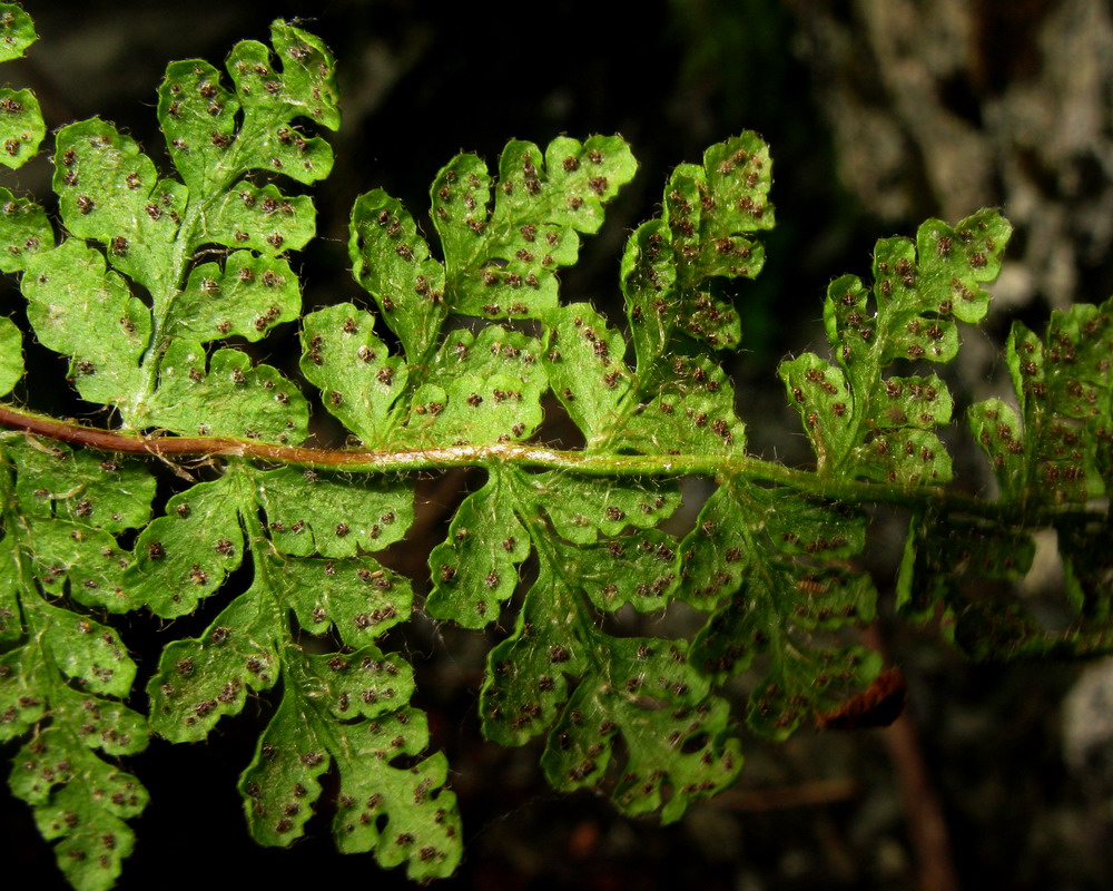 Изображение особи Woodsia taigischensis.